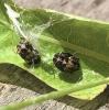 Adalia sp.